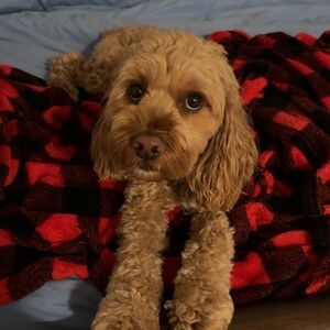 Meet your Posher, Alex